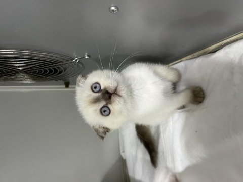 Scottish fold orjinal top kafa yavrular