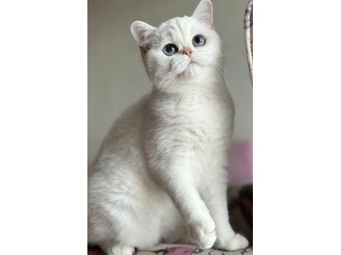 Kısırlaştırma şartıyla ücretsiz british shorthair