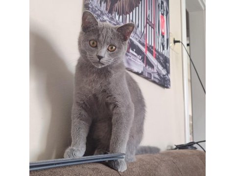 6 aylık british shorthair kızımız sahiplendirilecektir