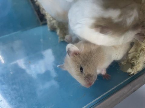 Dişi ve erkek hamster