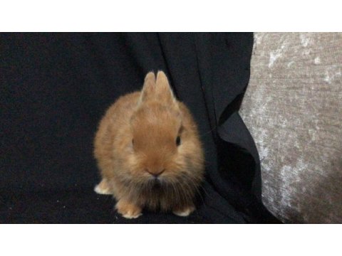 Avrupa kalitesinde hollanda lop ve cüce tavşanlar