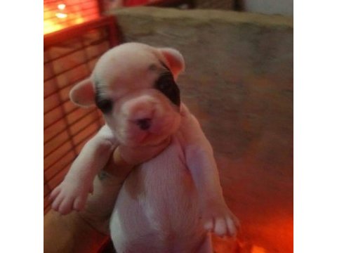 Fransız buldog yavrular