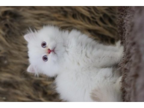 British longhair erkek kedimiz
