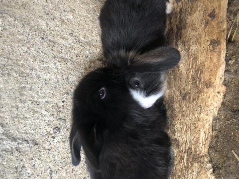 Lop anaç yavru tavşanlar