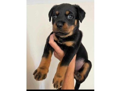 Rottweiler yavrular