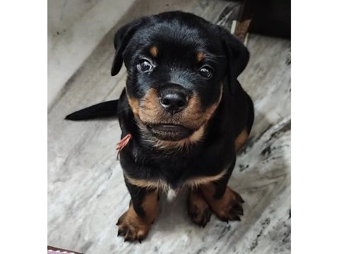 Rottweiler safkan