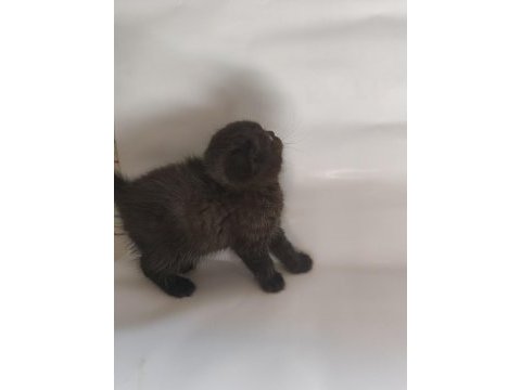 Oyuncu sevimli scottish fold yavrular