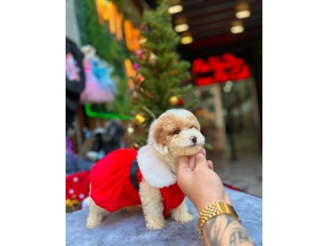 Party color toy poodle