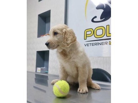 Golden retriever
