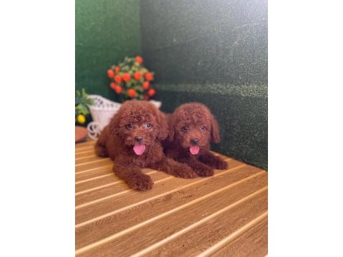 Toy poodle bebekler referans yavru