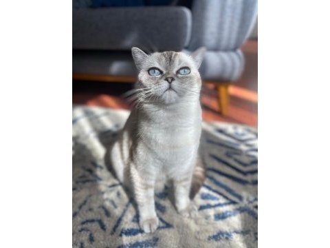 Kızlarımız sahiplendirilicektir british shorthair