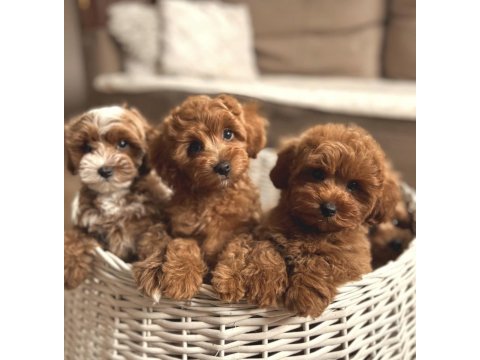 Maltipoo cinsi yavrular