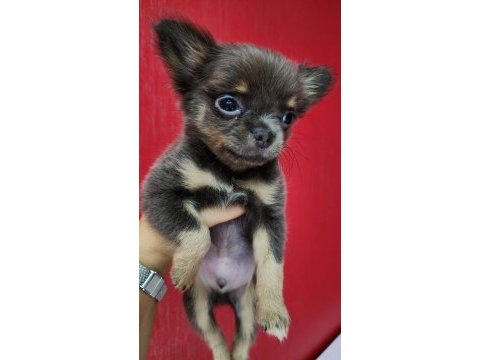 Üst düzey kalite yavru chihuahua isteyene