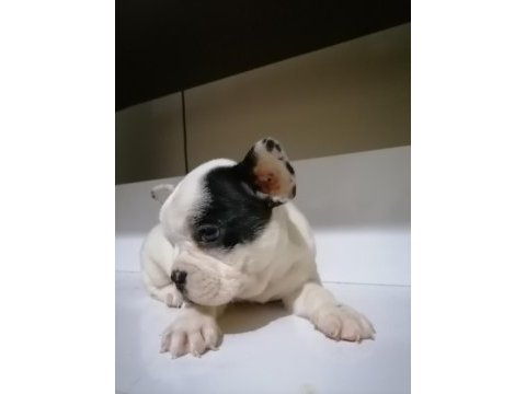 Anatomi harikası french bulldog bebekler