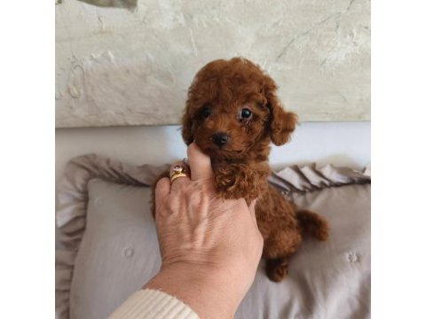 Toypoodle yavrularımız 