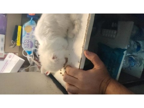 British longhair dişi