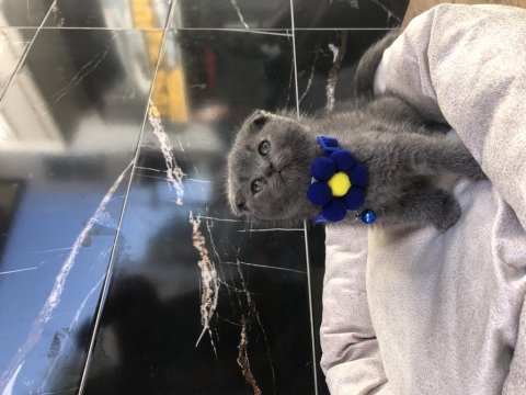 Scottish fold erkek yavru