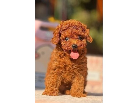 Muhteşem güzellikte kore ve toy poodle yavrularımız