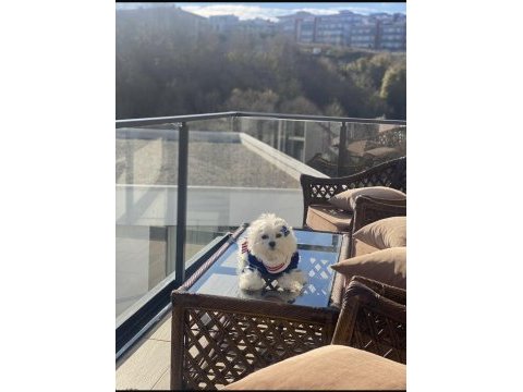 4 yaşında maltese sahiplendirme