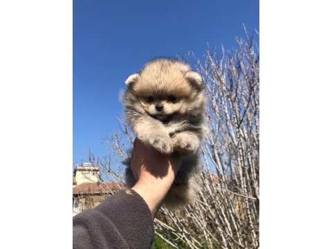 Pomeranian boo yavrular