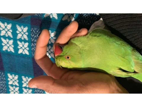 Pakistan papağanı yavru
