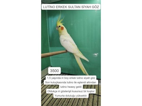 Üretime uygun erkek sultan papağanları
