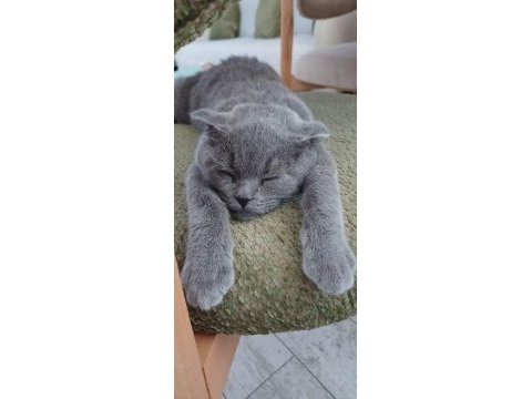 Biritiş 4 aylık acil yuva!
