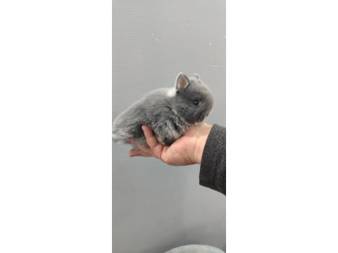 Cüce tavşan (netharlend dwarf)