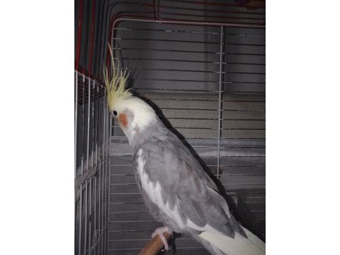 Erkek sultan papağanı