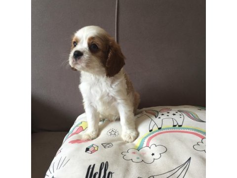 Üst düzey cavalier king charles bebekler