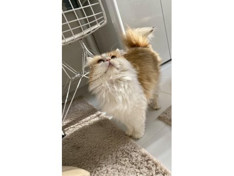Muhteşem güzellikte british longhair