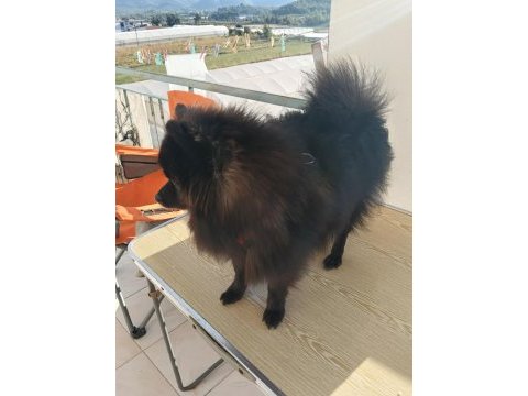 Pomeranian 8 aylık aşıları yapıldı erkek