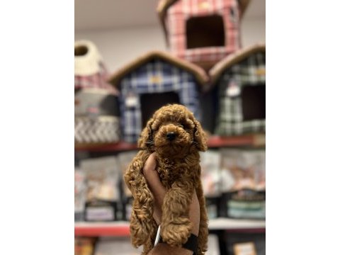 Poodle yavruları