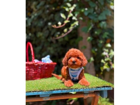 Safkan toy poodle yavrularımız