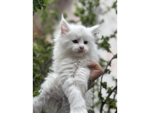 Kar oğlan maine coon