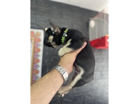 Egzotik black and tan fullfy taşıyıcı erkek french bulldog