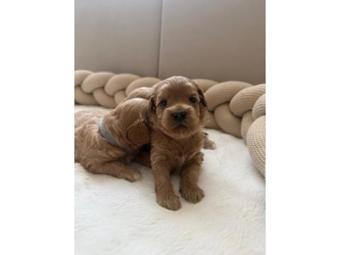Maltipoo  yavrularımız 