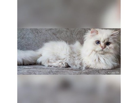 Üst kalite son erkek british longhair yavrum