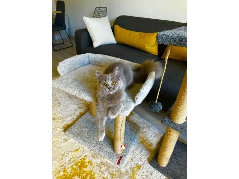 British shorthair cinsi yavrumuza yuva arıyoruz