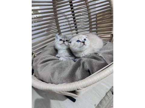 British longhair ve scottish shorthair bebeklerimiz