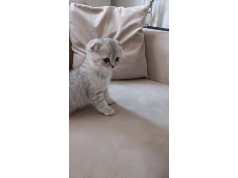 2 aylık british shorthair