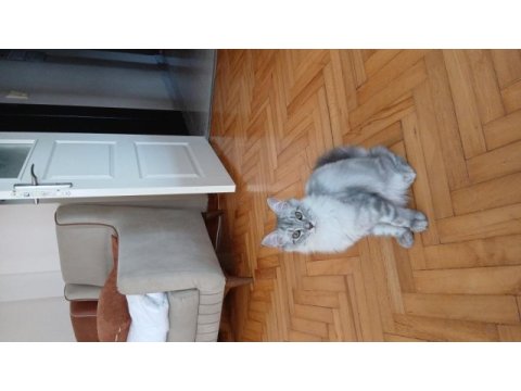 Karışım ırk kedimiz