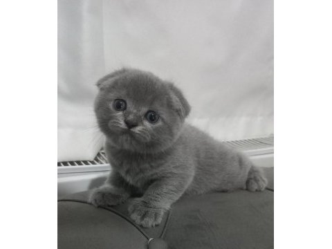 Scottish fold yavrumuz yuva arıyor