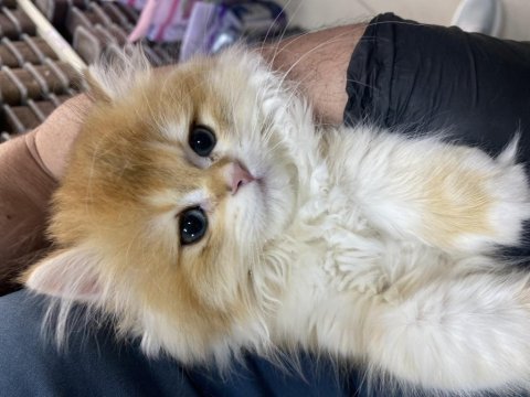 Dünyalar tatlısı gold british longhair yavrularımız 
