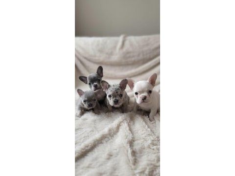 Ped eğitimli french bulldog en nadir yavru ve kardeşleri