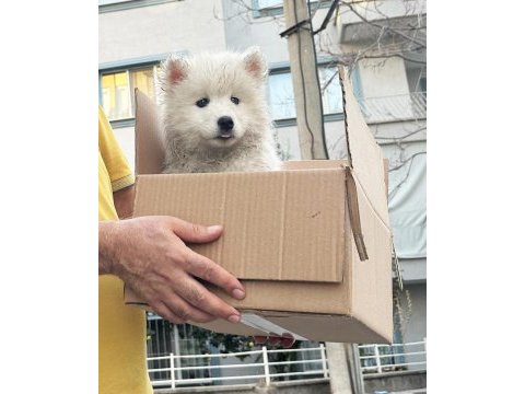 Tr şampiyonu yavrusu, mükemmel kalite dişi samoyed