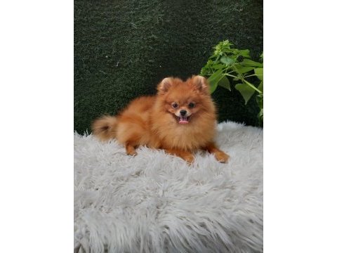 Köpeğimiz yeni yuva aıyor