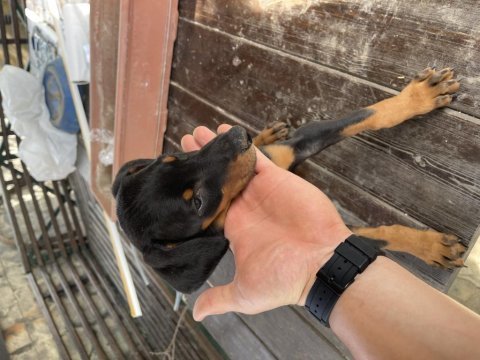 2 aylık safkan doberman
