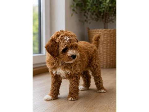 Poodle ayarında maltipoo 