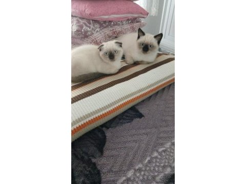 Yavru kedimizi sahiplendirmek istiyoruz